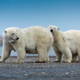 Polar bears in Arctic National Wildlife Refuge in Kaktovik, Alaska.